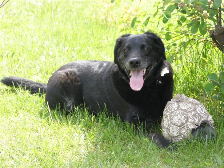 Labrador retriever Bassi - 16# æder en bold :P billede 16