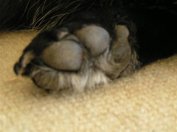 Labrador retriever Bassi - 17# Pote billede 17