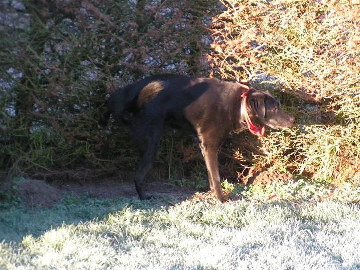 Labrador retriever Bassi - 18# Tisser xD billede 18