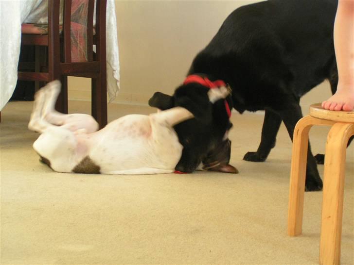 Labrador retriever Bassi - 19# Lege lege billede 19