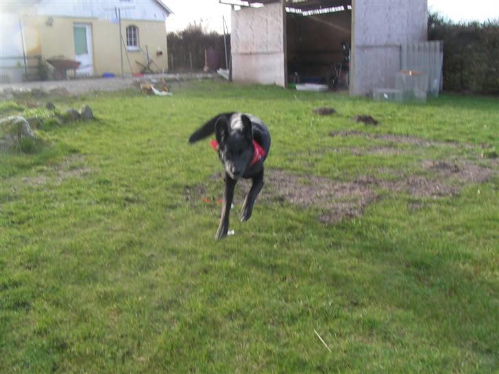 Labrador retriever Bassi - 20# Hej Hej :P .. Husk at lægge en bedømmelse! billede 20