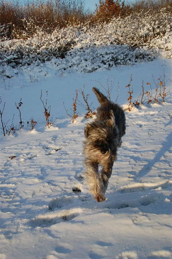 Dvaergschnauzer tulle billede 9