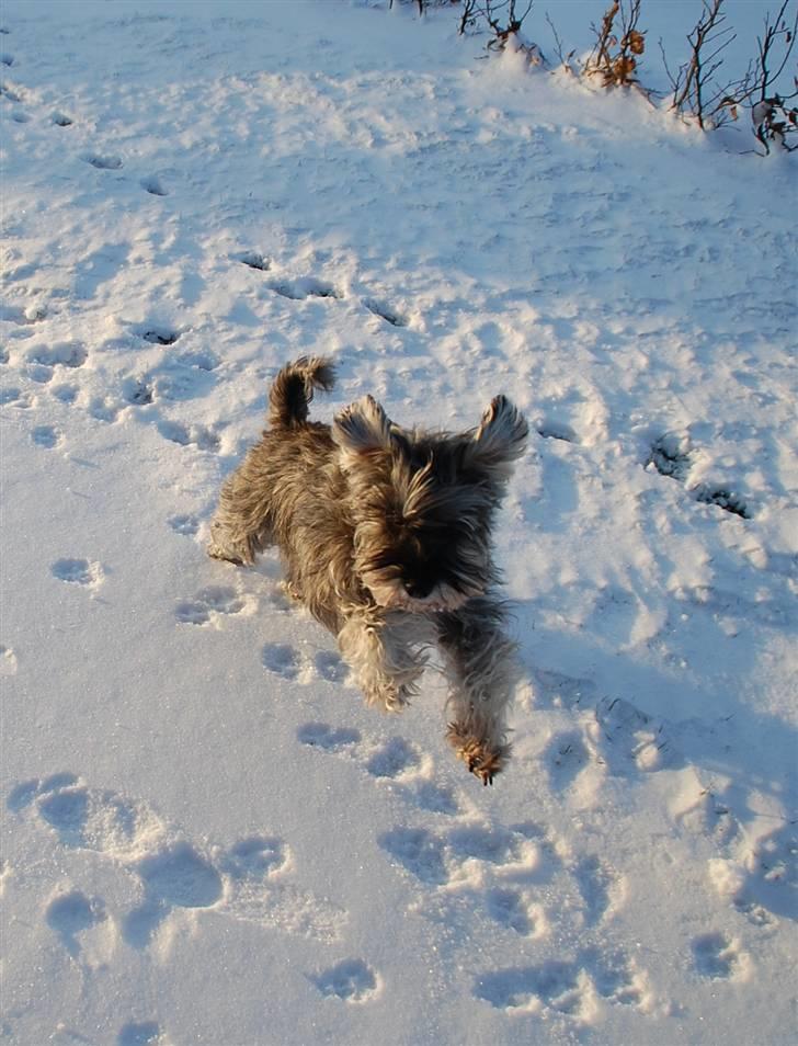 Dvaergschnauzer tulle billede 3