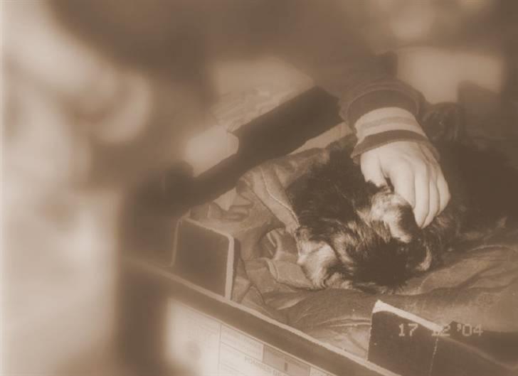 Dvaergschnauzer tulle billede 7