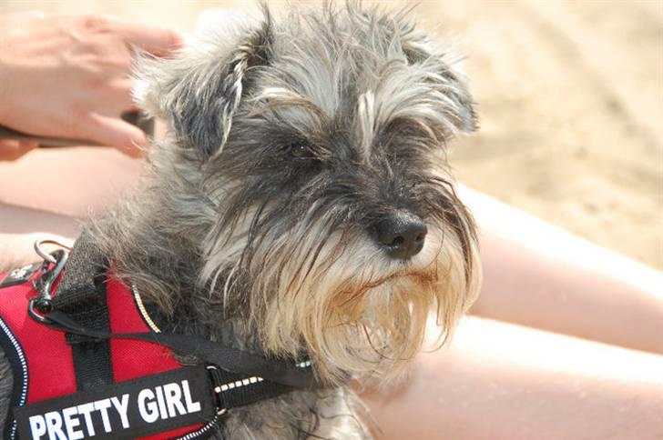 Dvaergschnauzer tulle billede 10