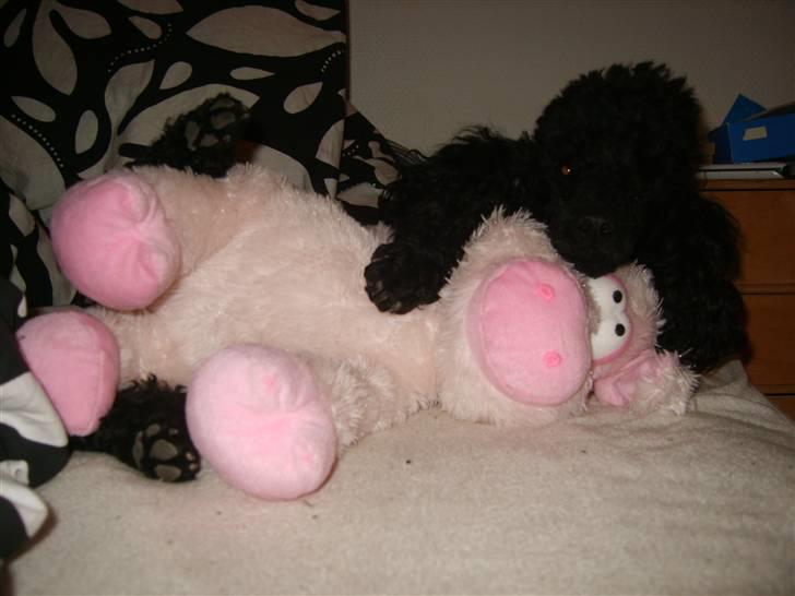 Dværgpuddel Ricco billede 17