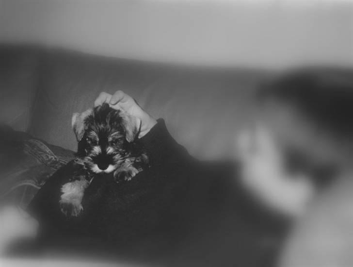 Dvaergschnauzer tulle billede 11