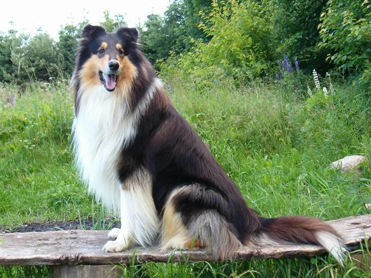 Collie langhåret Samson billede 1