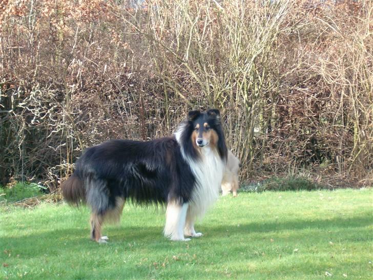 Collie langhåret Samson billede 2