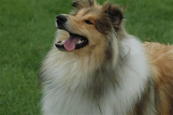 Collie langhåret Belle billede 1