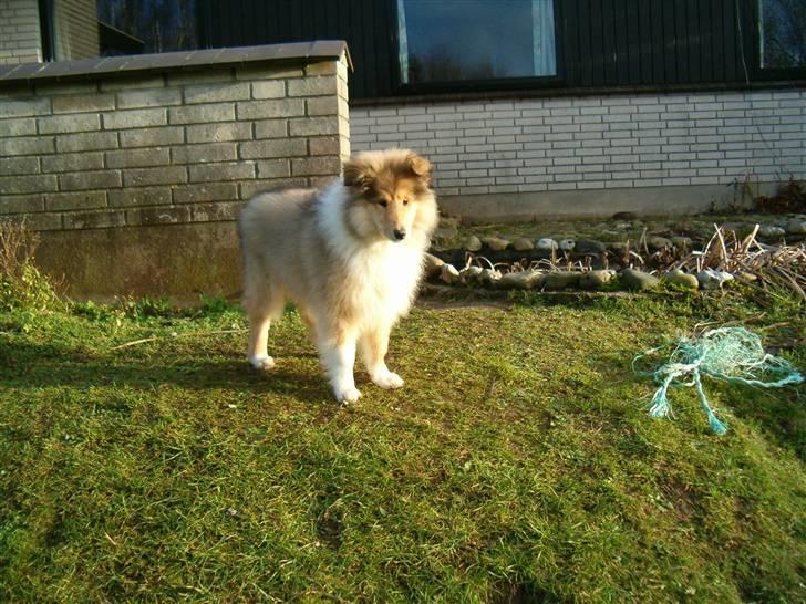 Collie langhåret Belle billede 2