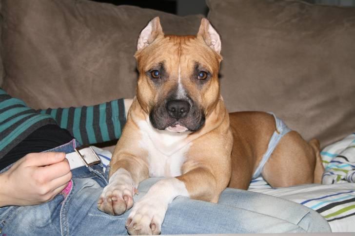 Amerikansk staffordshire terrier Frida - Det er dejligt at være i løbetid billede 11