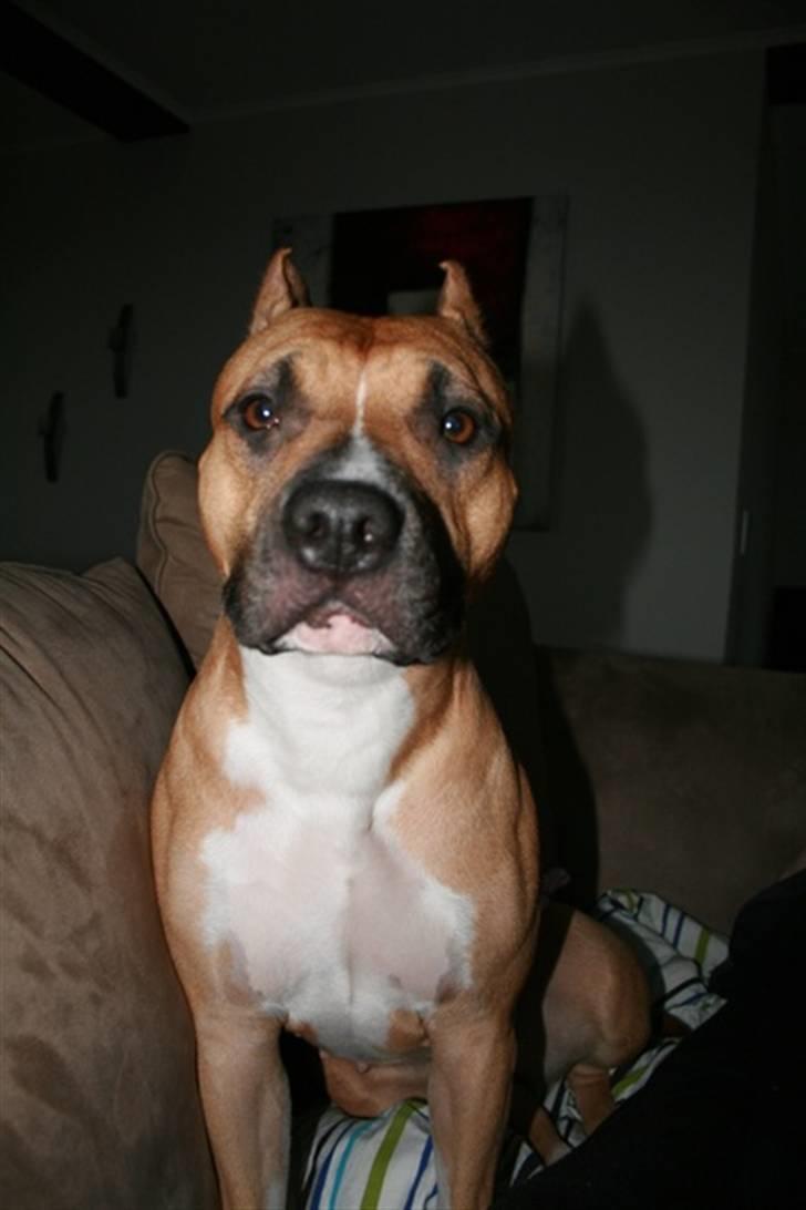 Amerikansk staffordshire terrier Frida - Dronningen... billede 12