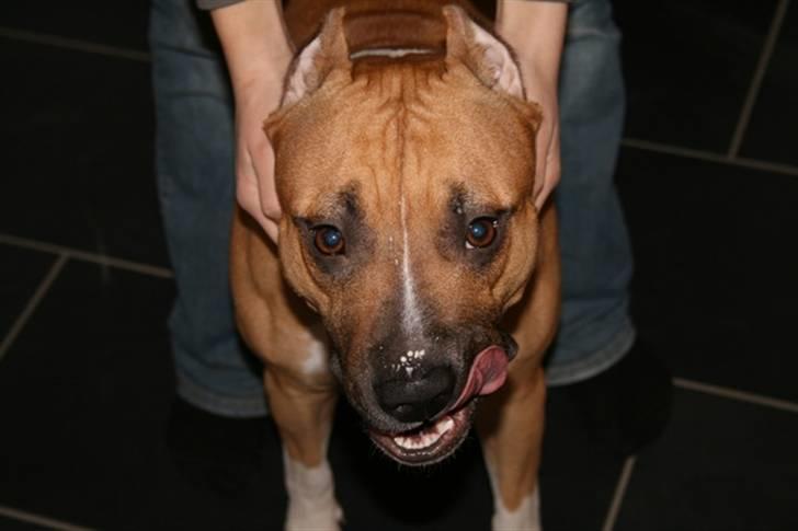 Amerikansk staffordshire terrier Frida - Mums... billede 13