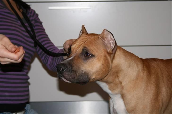 Amerikansk staffordshire terrier Frida - Sikke et hovede billede 14
