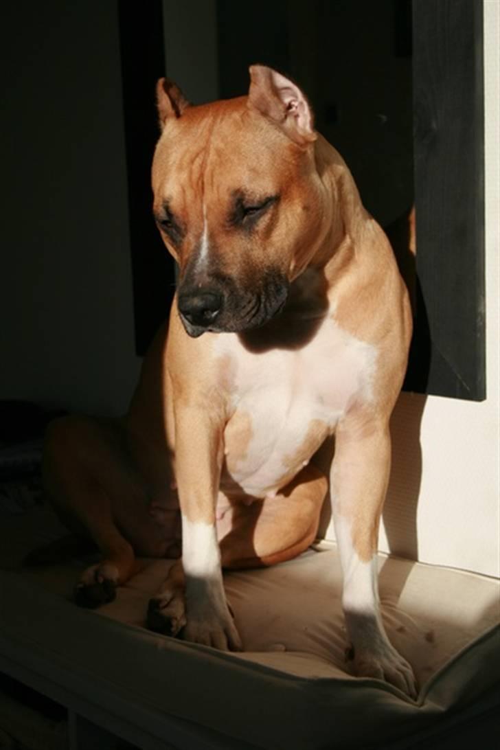 Amerikansk staffordshire terrier Frida - Frida nyder solen billede 15