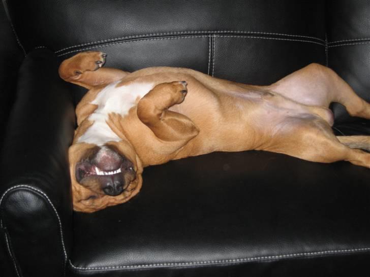 Staffordshire bull terrier *Miko aka Diego* billede 10