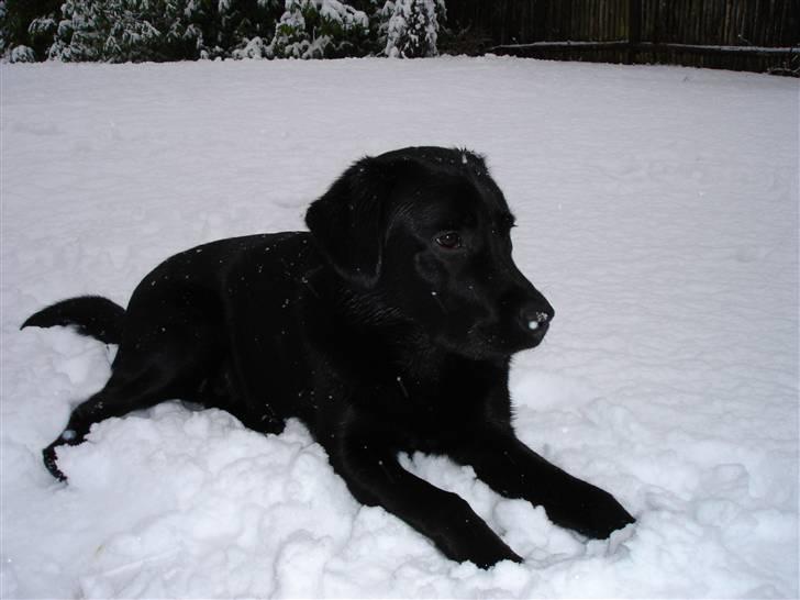 Labrador retriever Kenzo billede 1