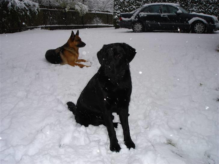 Labrador retriever Kenzo billede 2