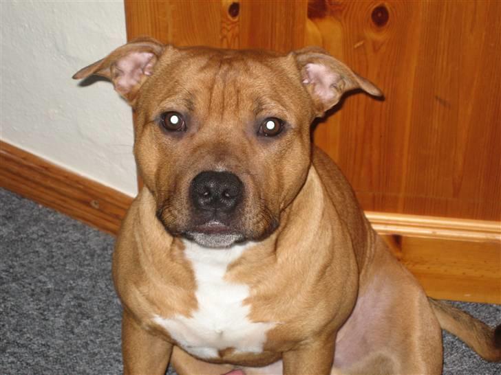 Staffordshire bull terrier *Miko aka Diego* billede 11