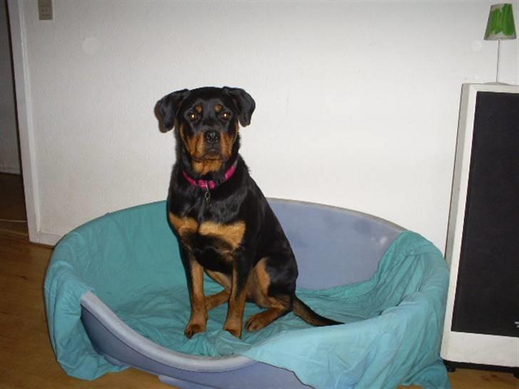 Rottweiler Shanti *R.I.P* - november 2008 billede 1
