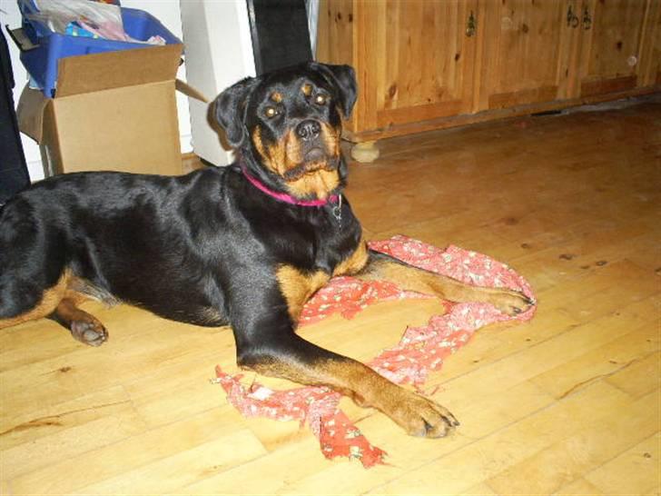Rottweiler Shanti *R.I.P* - november 2008 billede 2