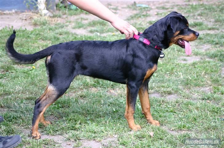 Rottweiler Shanti *R.I.P* - 5/7/2008 billede 3