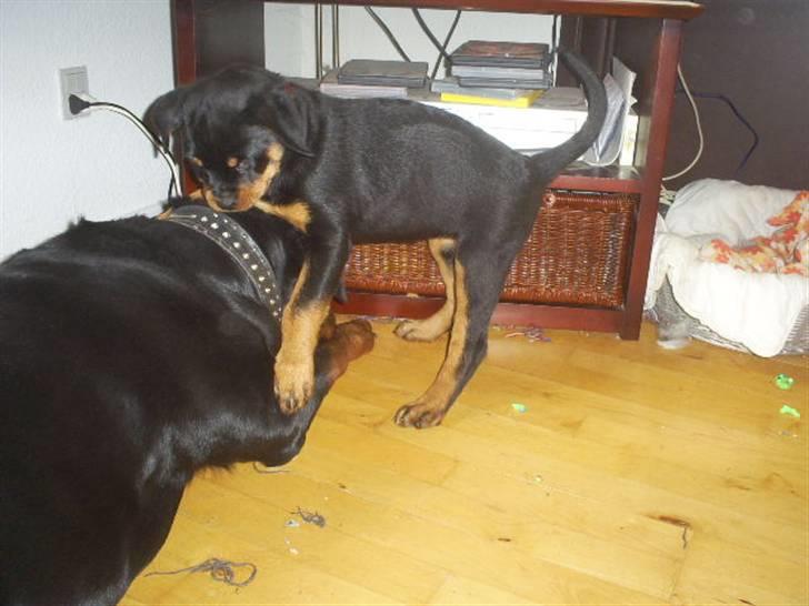 Rottweiler Shanti *R.I.P* - aflevere!!! billede 4