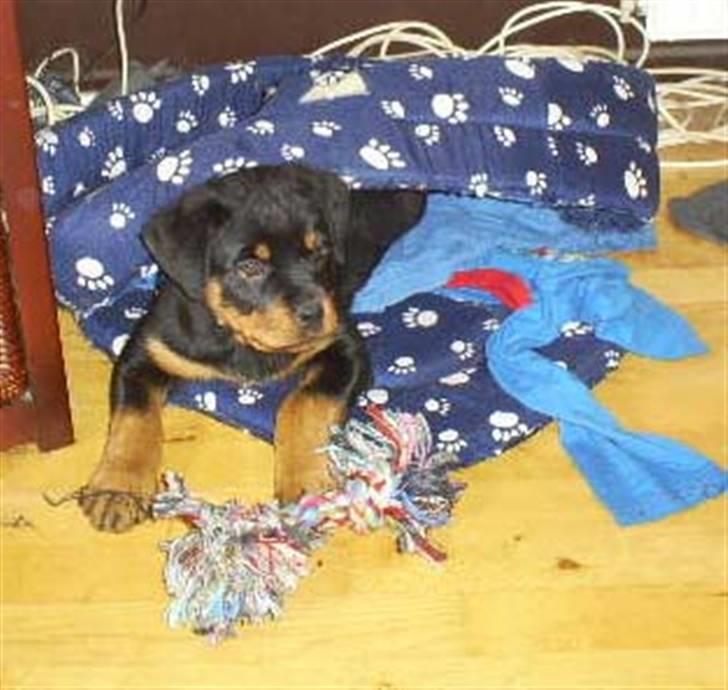 Rottweiler Shanti *R.I.P* - Mig fræk??? Hvad mener du??? billede 5