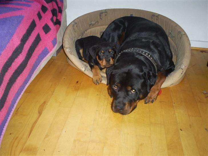 Rottweiler Shanti *R.I.P* - Deler kurv med Blade billede 6