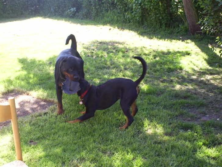 Rottweiler Shanti *R.I.P* - leg i haven med Blade billede 8