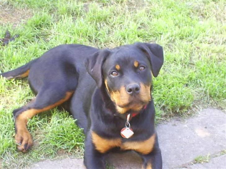 Rottweiler Shanti *R.I.P* billede 9