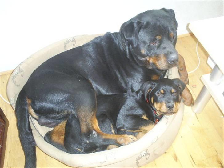 Rottweiler Shanti *R.I.P* - Ligger med Blade billede 10