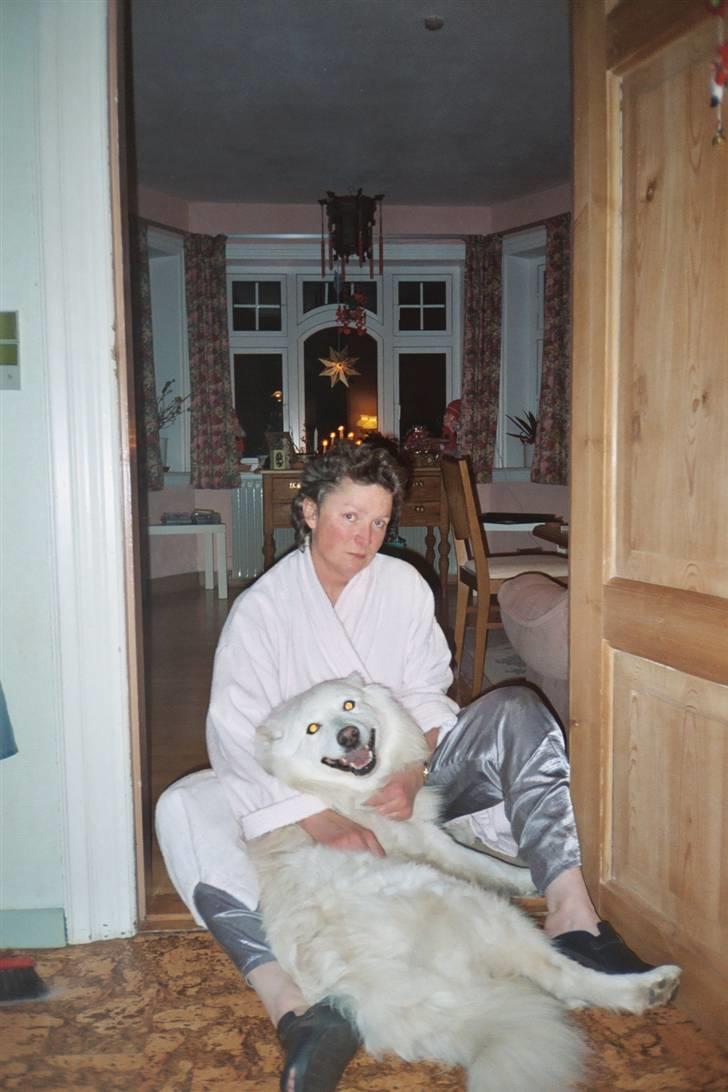 Samojedhund Taiga Himmelhund - Sidste aften med Taiga. "When the moon turns to sun you´ll be gone, I don´t know how I can carry on! It´s time to kiss you goodbye. If I could I would stop time tonight!" billede 1