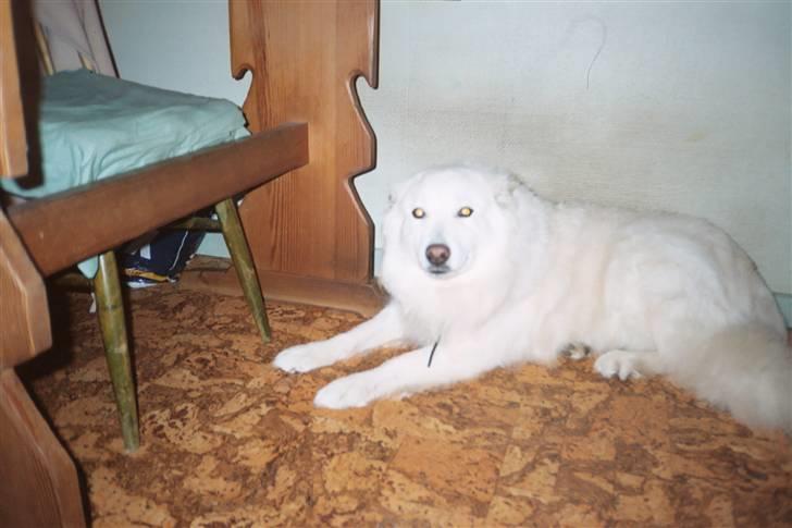 Samojedhund Taiga Himmelhund billede 4