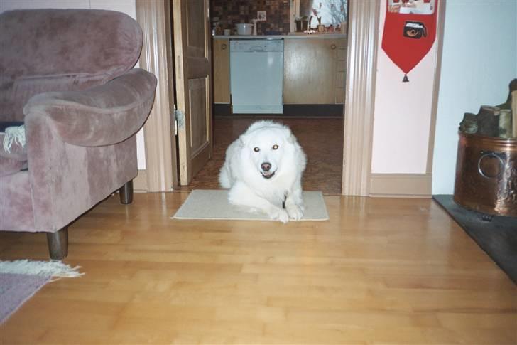 Samojedhund Taiga Himmelhund billede 6