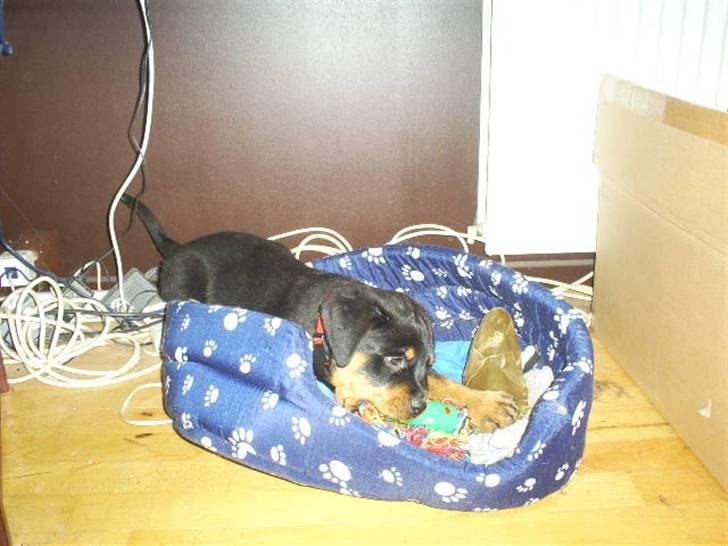 Rottweiler Shanti *R.I.P* - Leger billede 11