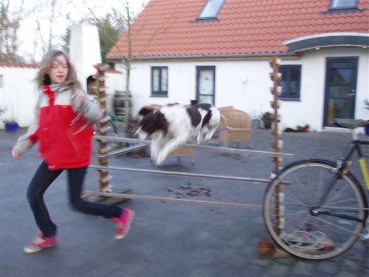 Drentsche patrijshond molly billede 14