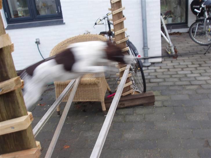 Drentsche patrijshond molly billede 15