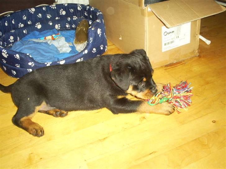 Rottweiler Shanti *R.I.P* billede 12