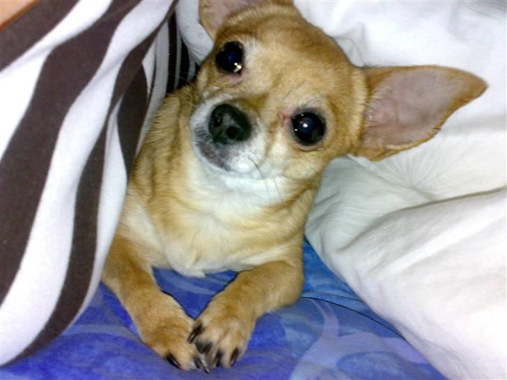 Chihuahua jessica billede 8