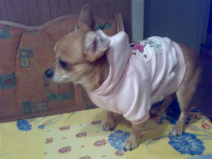 Chihuahua jessica billede 9