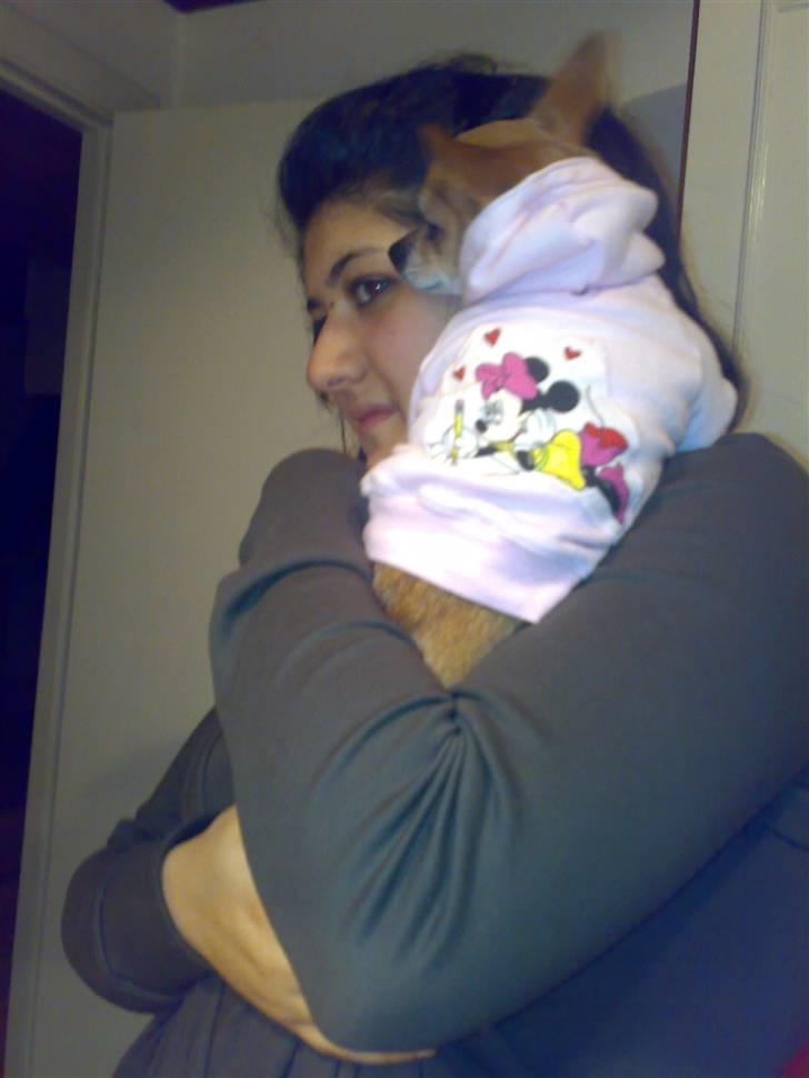 Chihuahua jessica billede 10