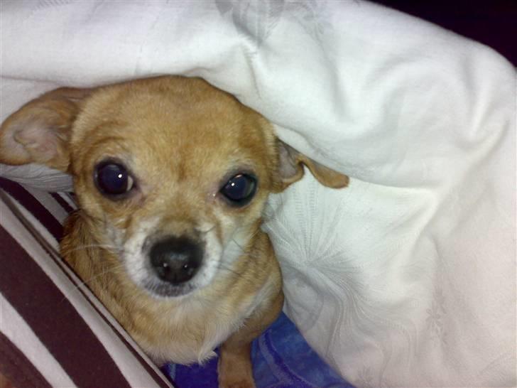 Chihuahua jessica billede 11