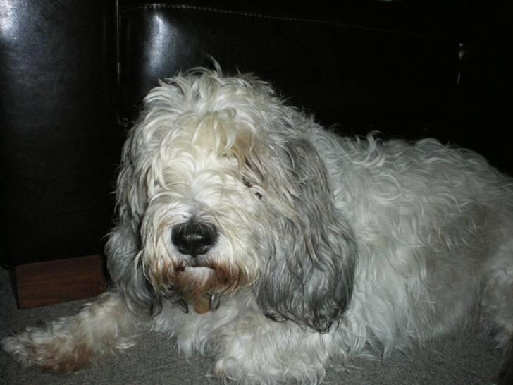 Petit basset griffon wendéen Oliver R.I.P billede 1