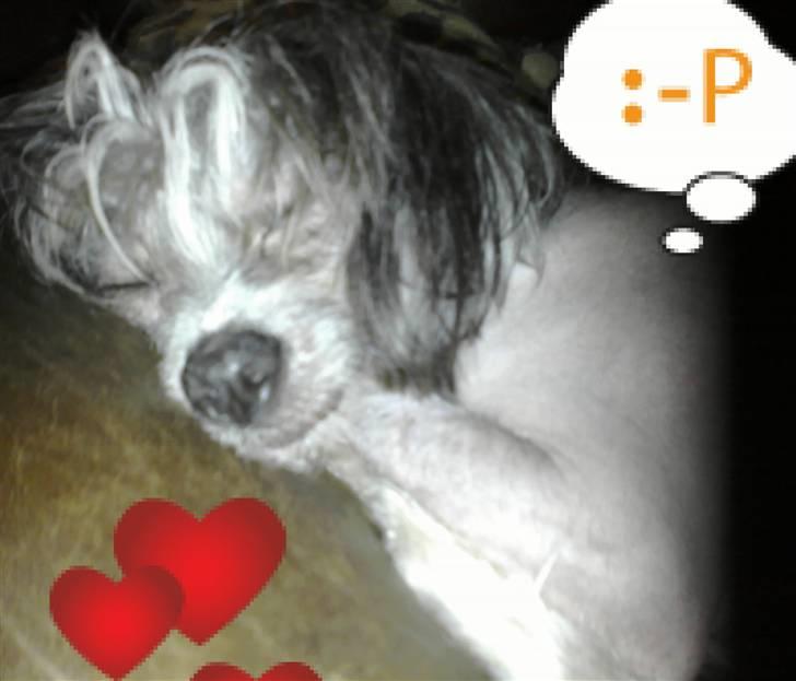 Chinese crested hårløs Chica - ´Doggy dream world´ billede 8