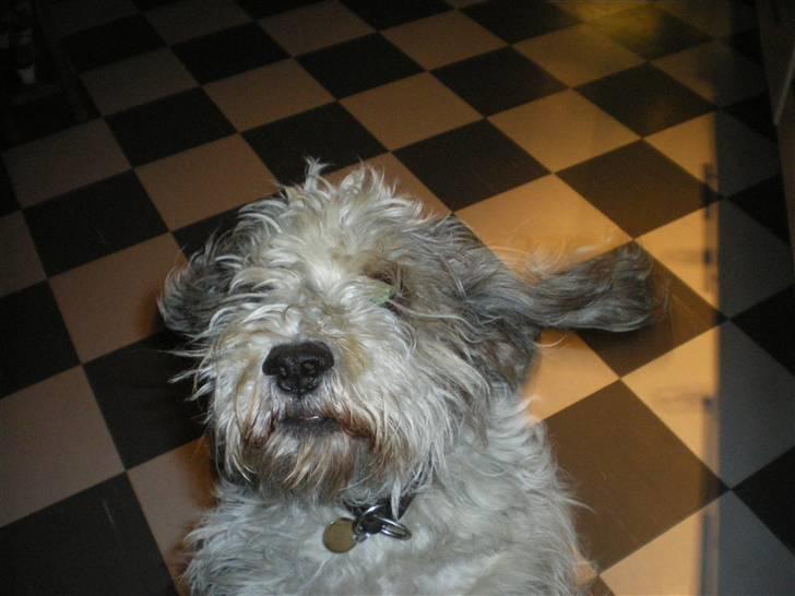 Petit basset griffon wendéen Oliver R.I.P - Flyvøre ? :D billede 2