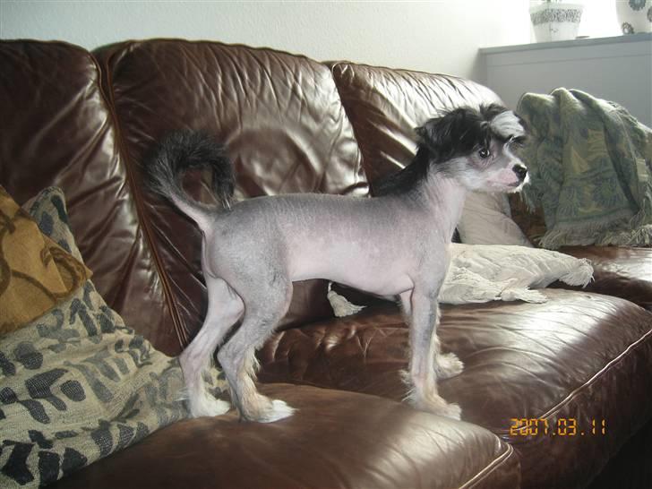 Chinese crested hårløs Chica - Bare flot.... ik billede 9