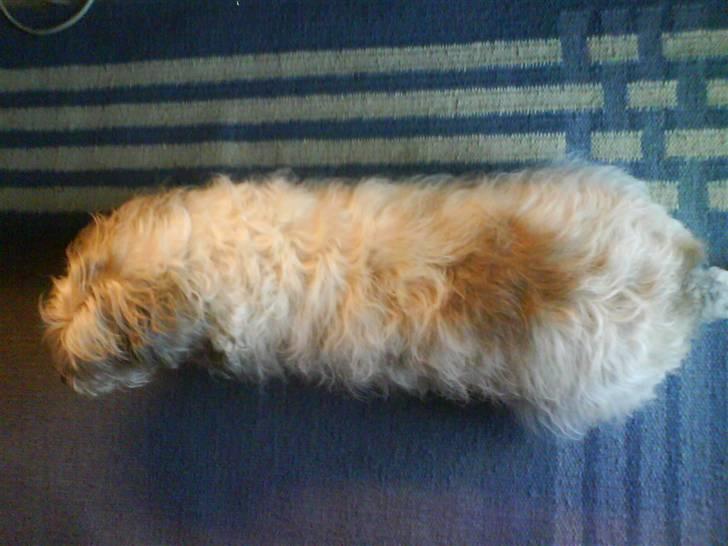 Petit basset griffon wendéen Oliver R.I.P - En lille tyksat :D billede 3