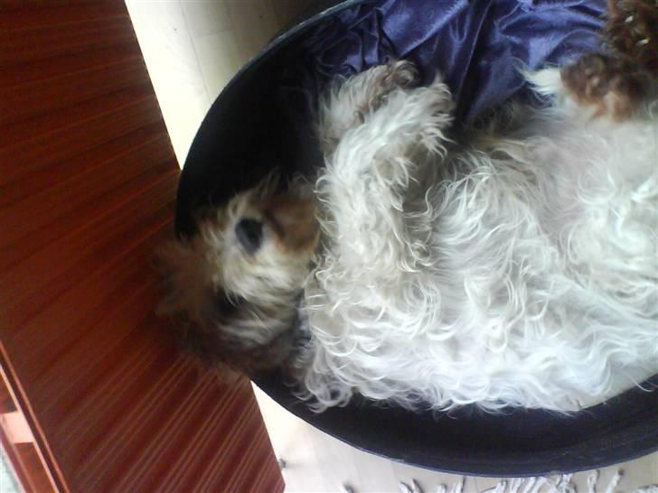 Petit basset griffon wendéen Oliver R.I.P - Godmorgen Smukke ! billede 4